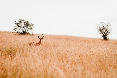 The savannah antelope
